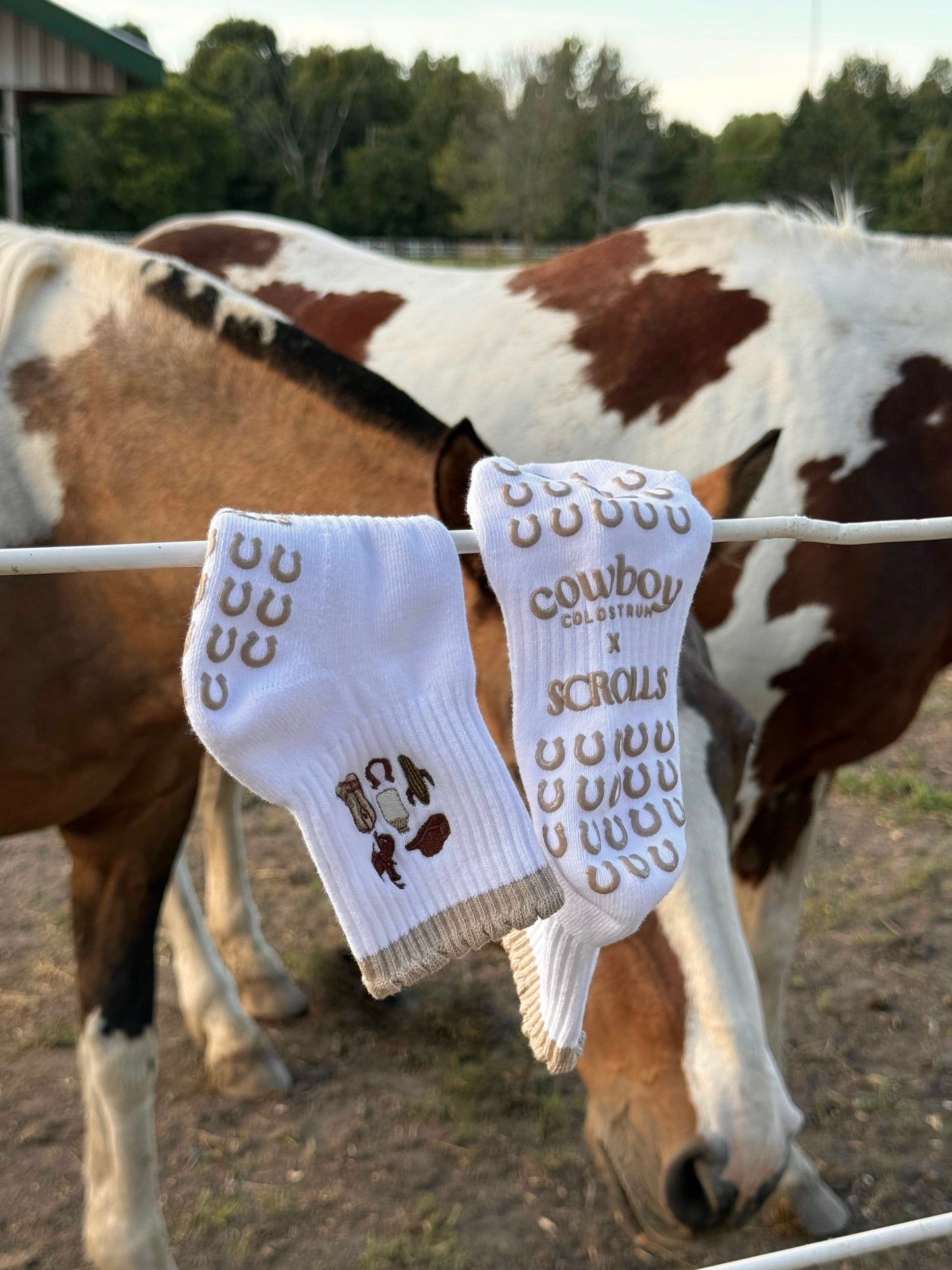 Cowboy Colostrum x Scrolls