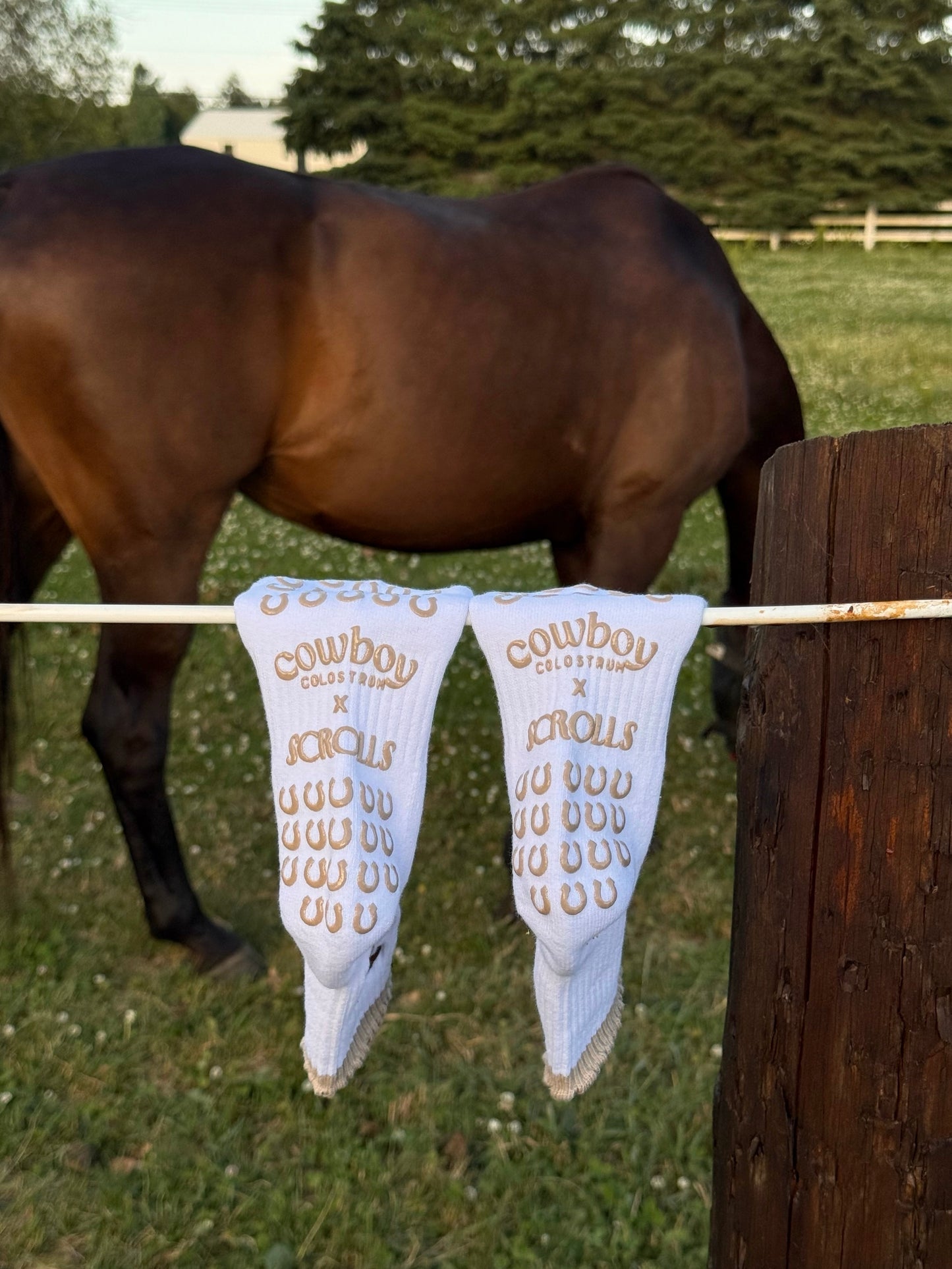 Cowboy Colostrum x Scrolls